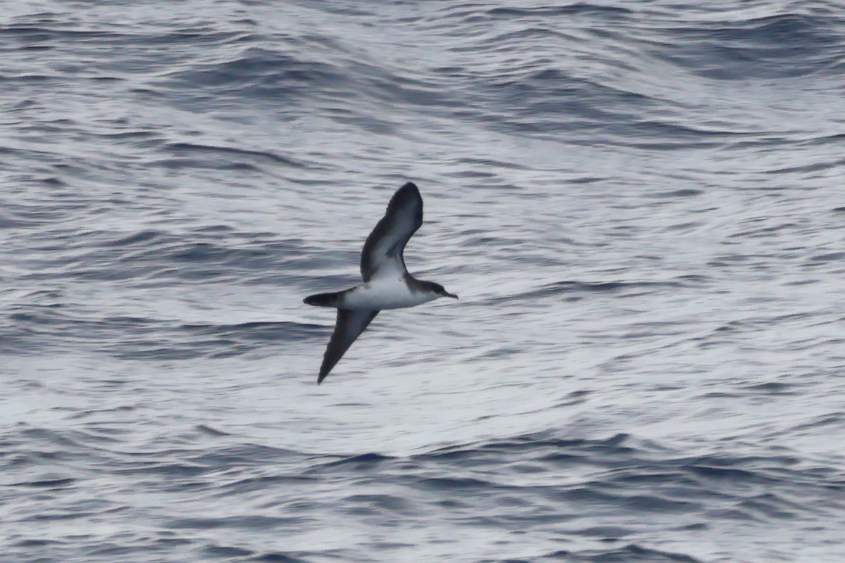 Tropical Shearwater - ML620633146