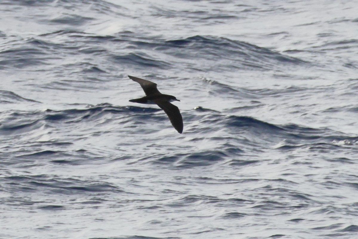 Tropical Shearwater - ML620633147