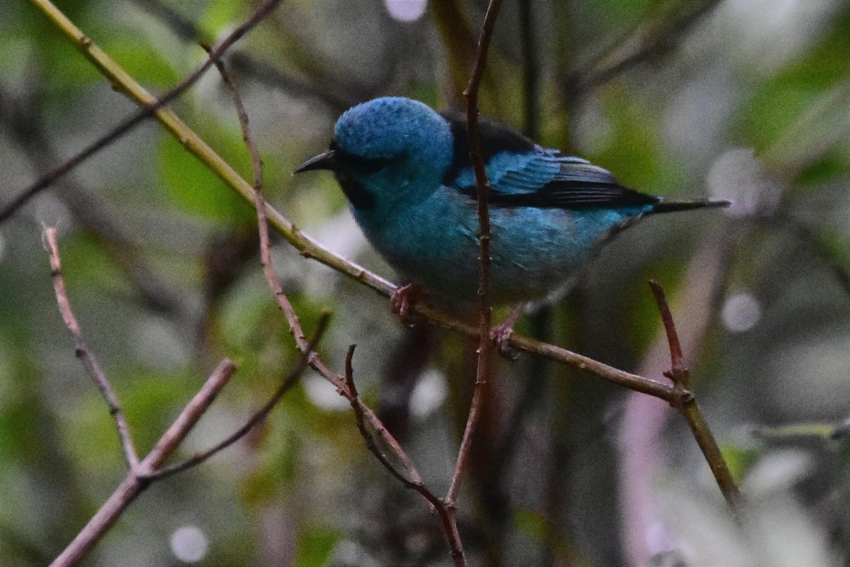 Blue Dacnis - Juan Bardier