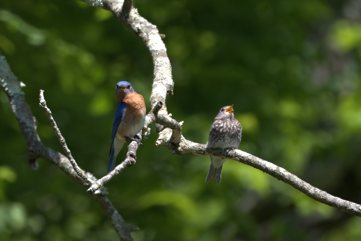 Eastern Bluebird - Patty & John Werth