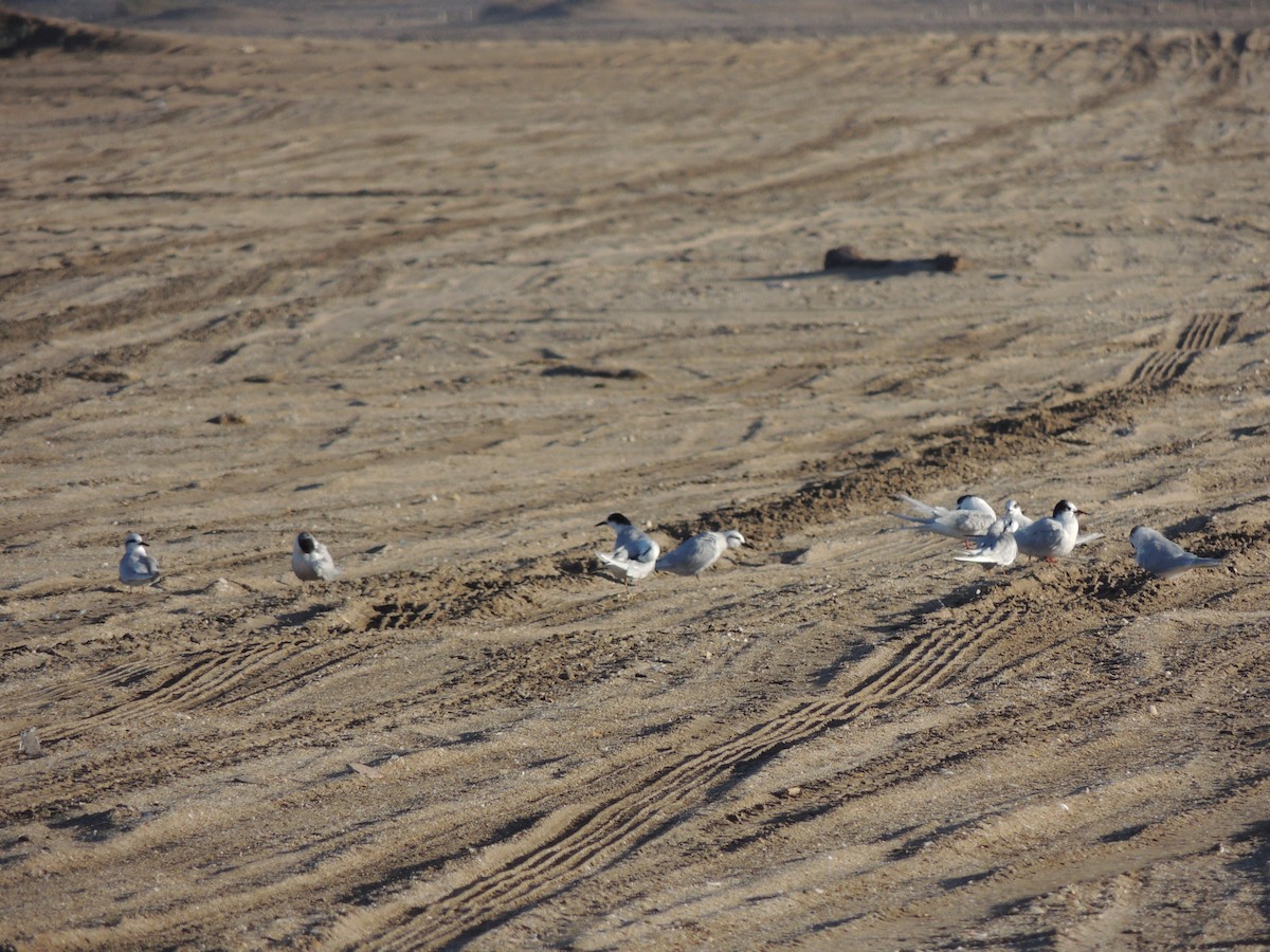 Common Tern - ML620633156