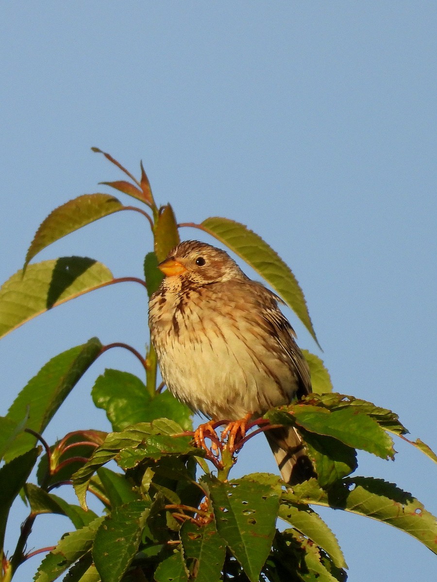 Corn Bunting - ML620633163