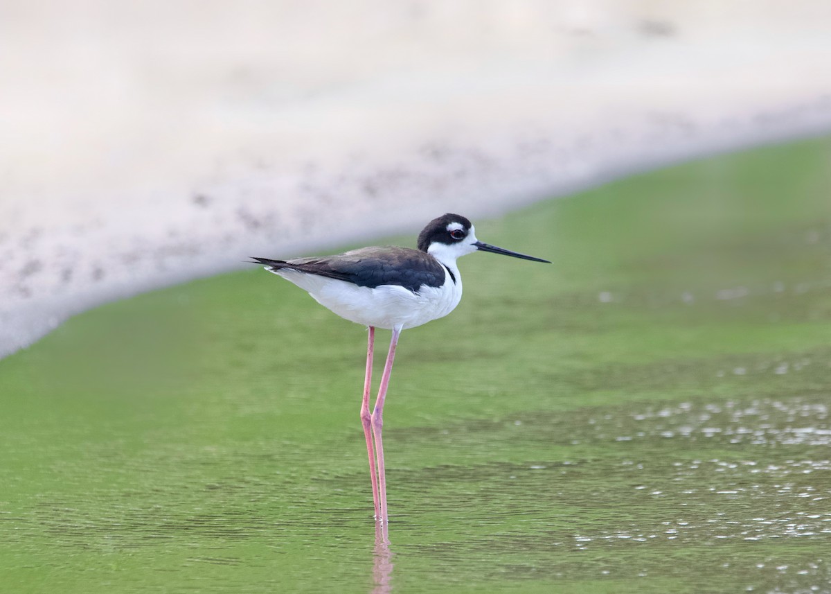 Black-necked Stilt - ML620633165