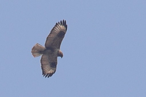 Eastern Buzzard - ML620633171