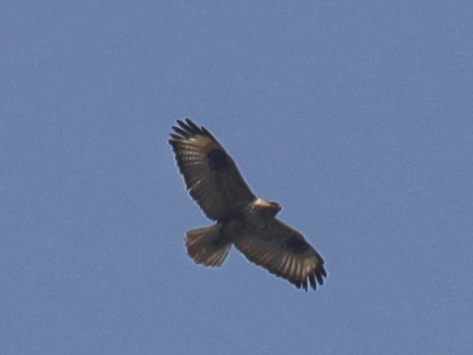 Eastern Buzzard - ML620633172