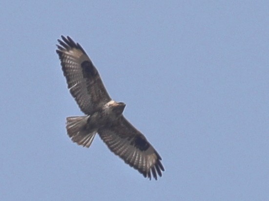 Eastern Buzzard - ML620633175