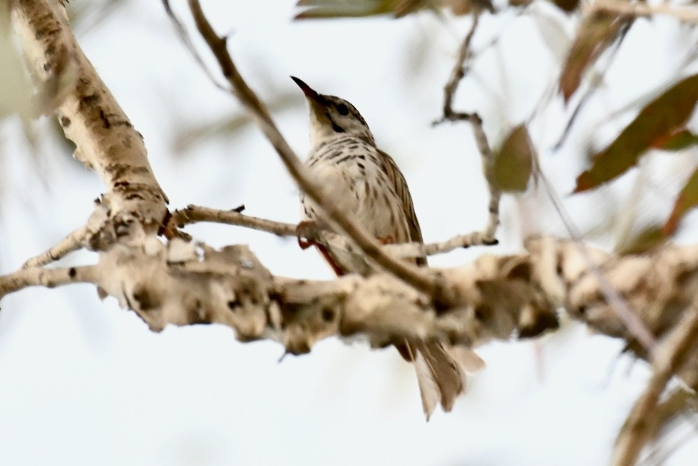 Bar-breasted Honeyeater - ML620633178