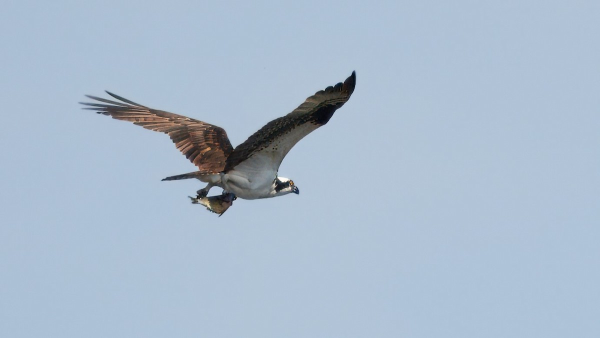 Águila Pescadora - ML620633179