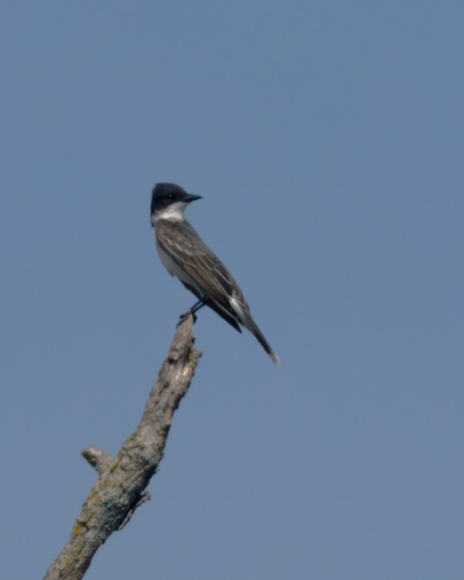 Eastern Kingbird - ML620633183