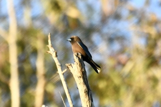 Little Woodswallow - ML620633188