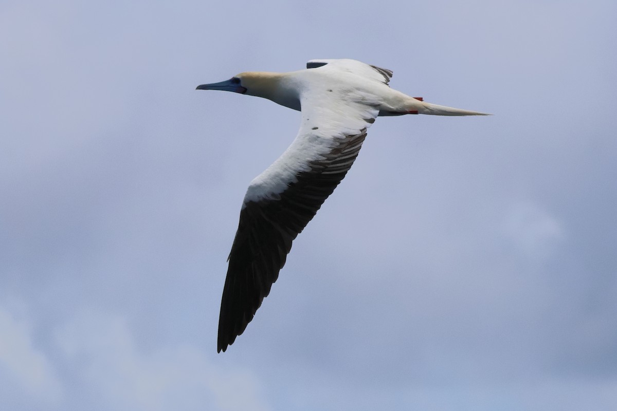 Red-footed Booby - ML620633191