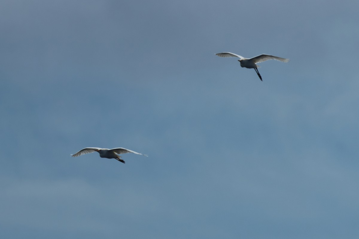 Western Cattle Egret - ML620633197