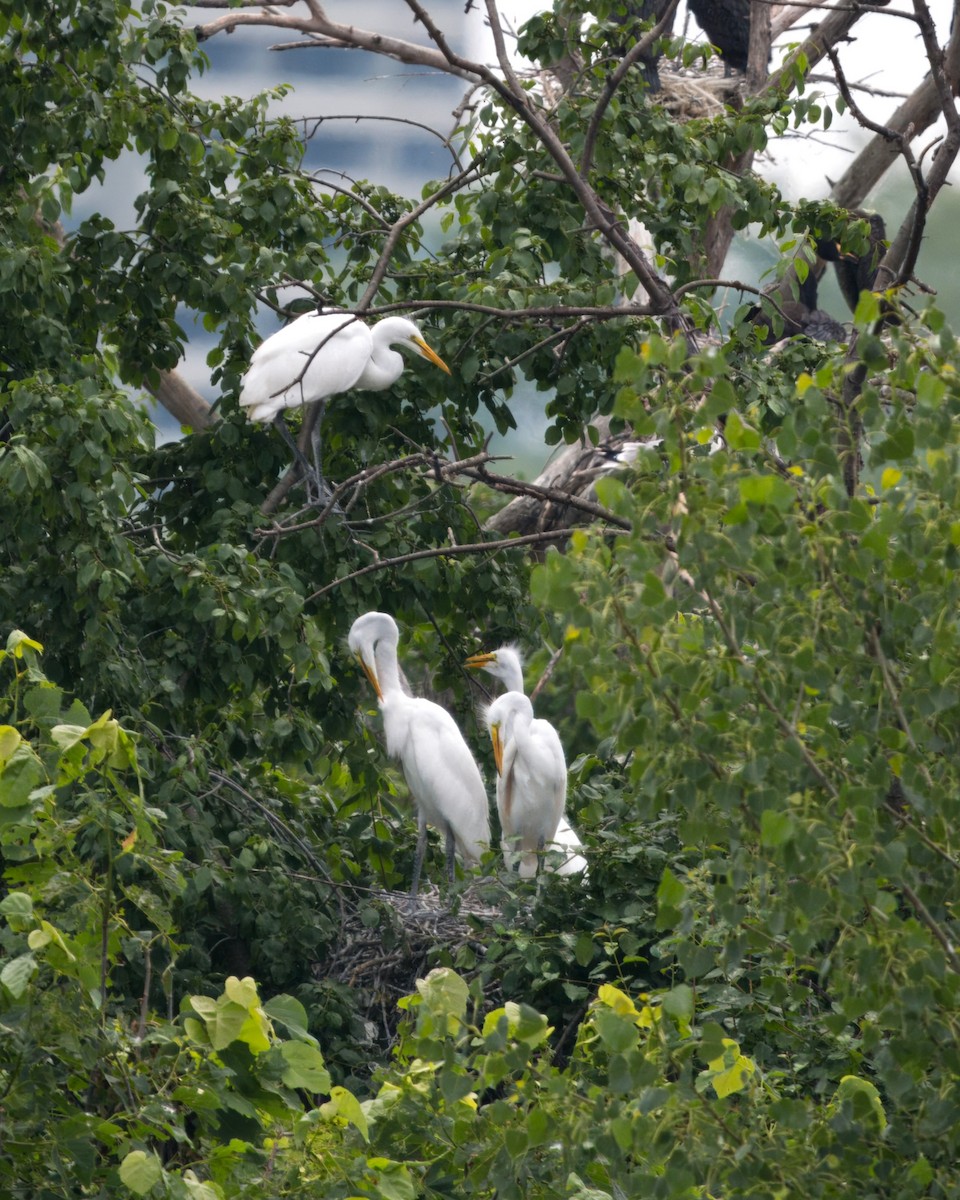 Great Egret - ML620633198