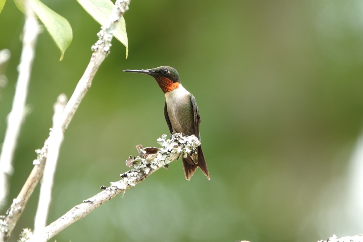 Ruby-throated Hummingbird - ML620633208