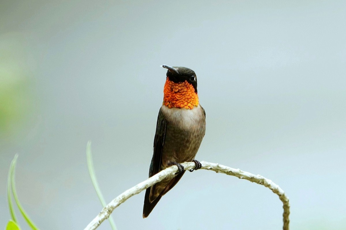 Ruby-throated Hummingbird - ML620633216