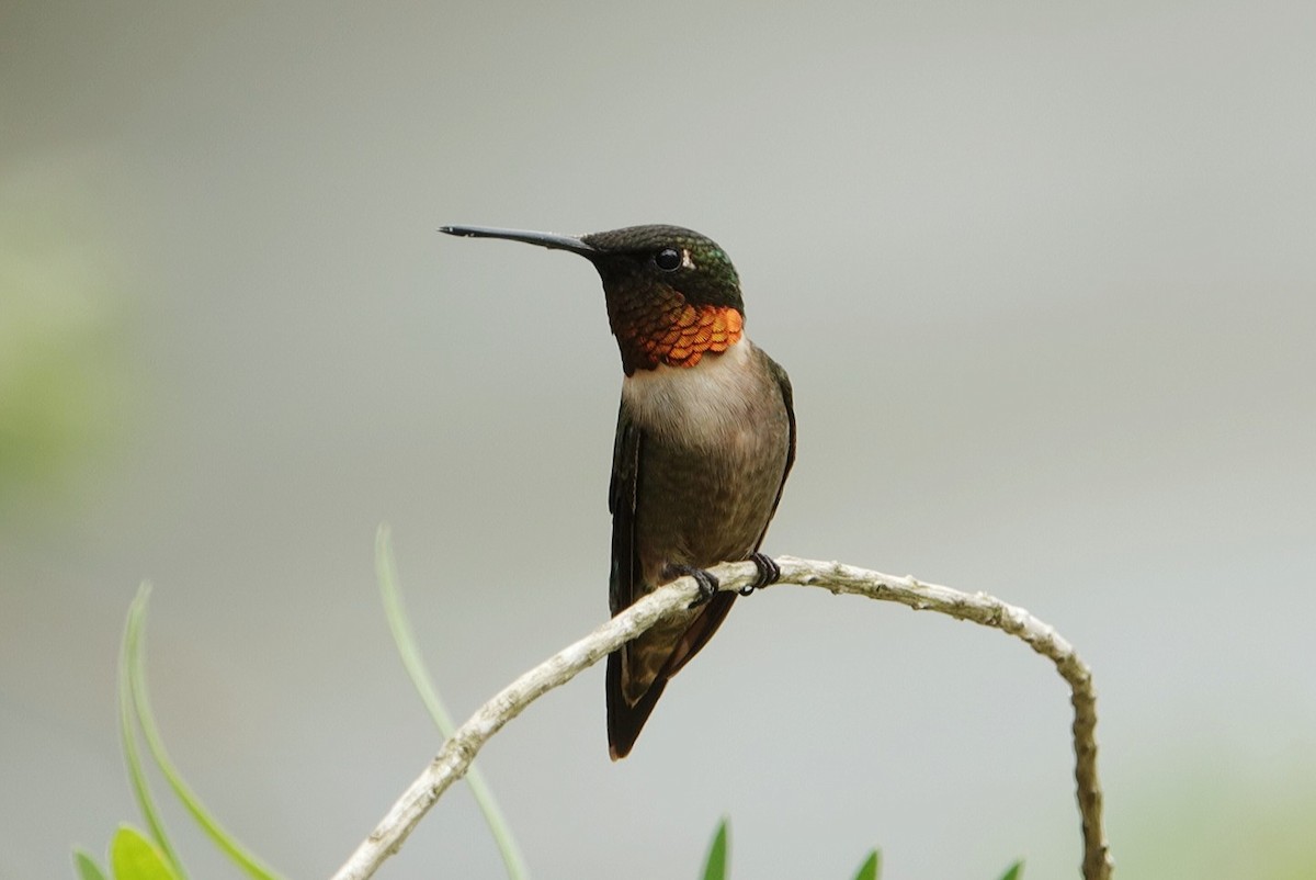 Colibri à gorge rubis - ML620633222