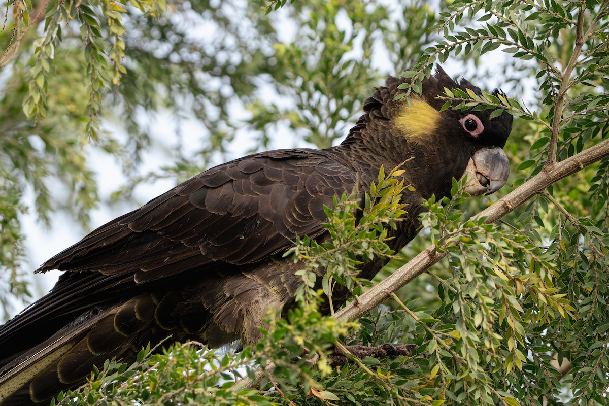 Yellow-tailed Black-Cockatoo - ML620633223