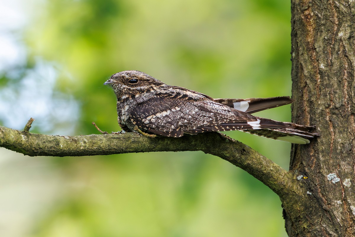 Eurasian Nightjar - ML620633225