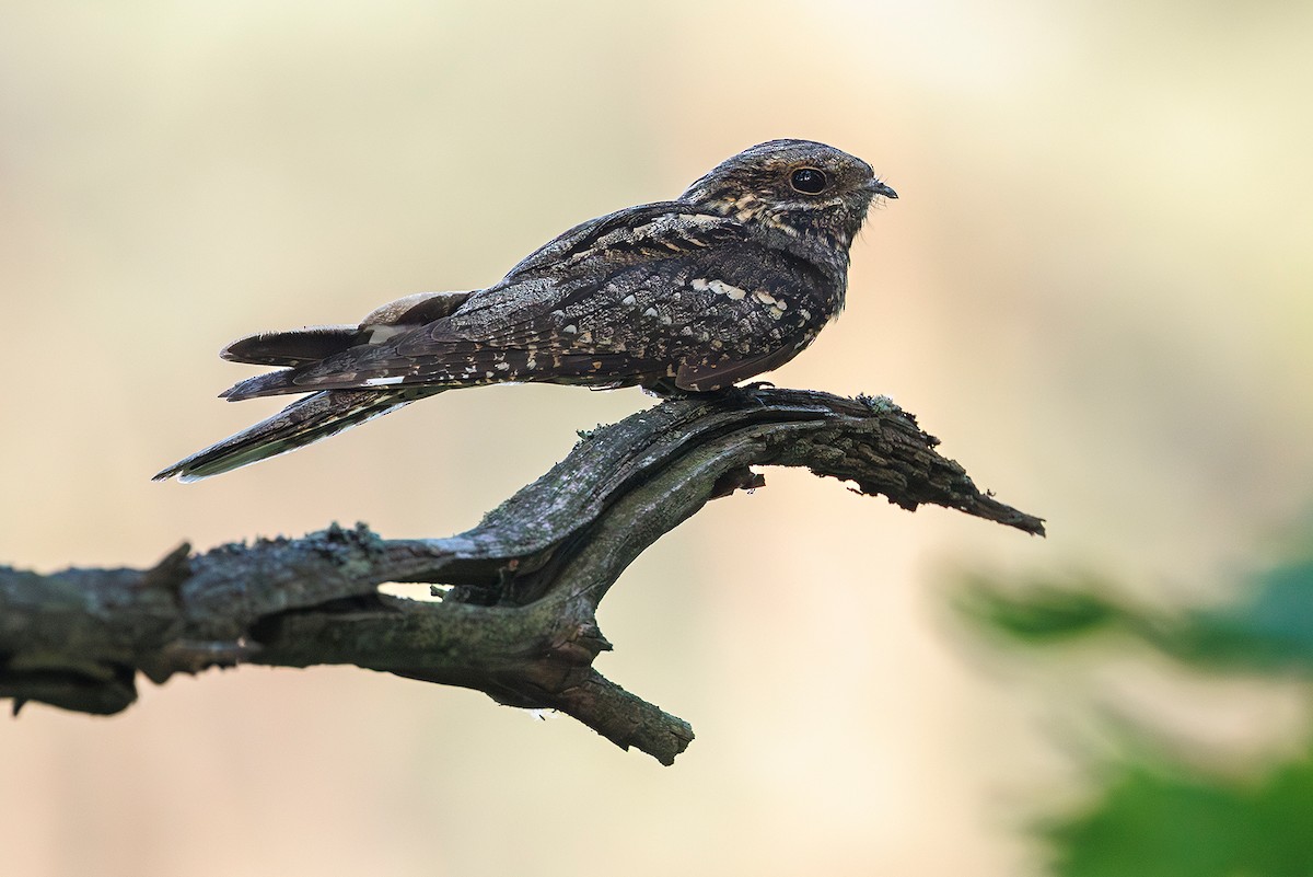 Eurasian Nightjar - ML620633226