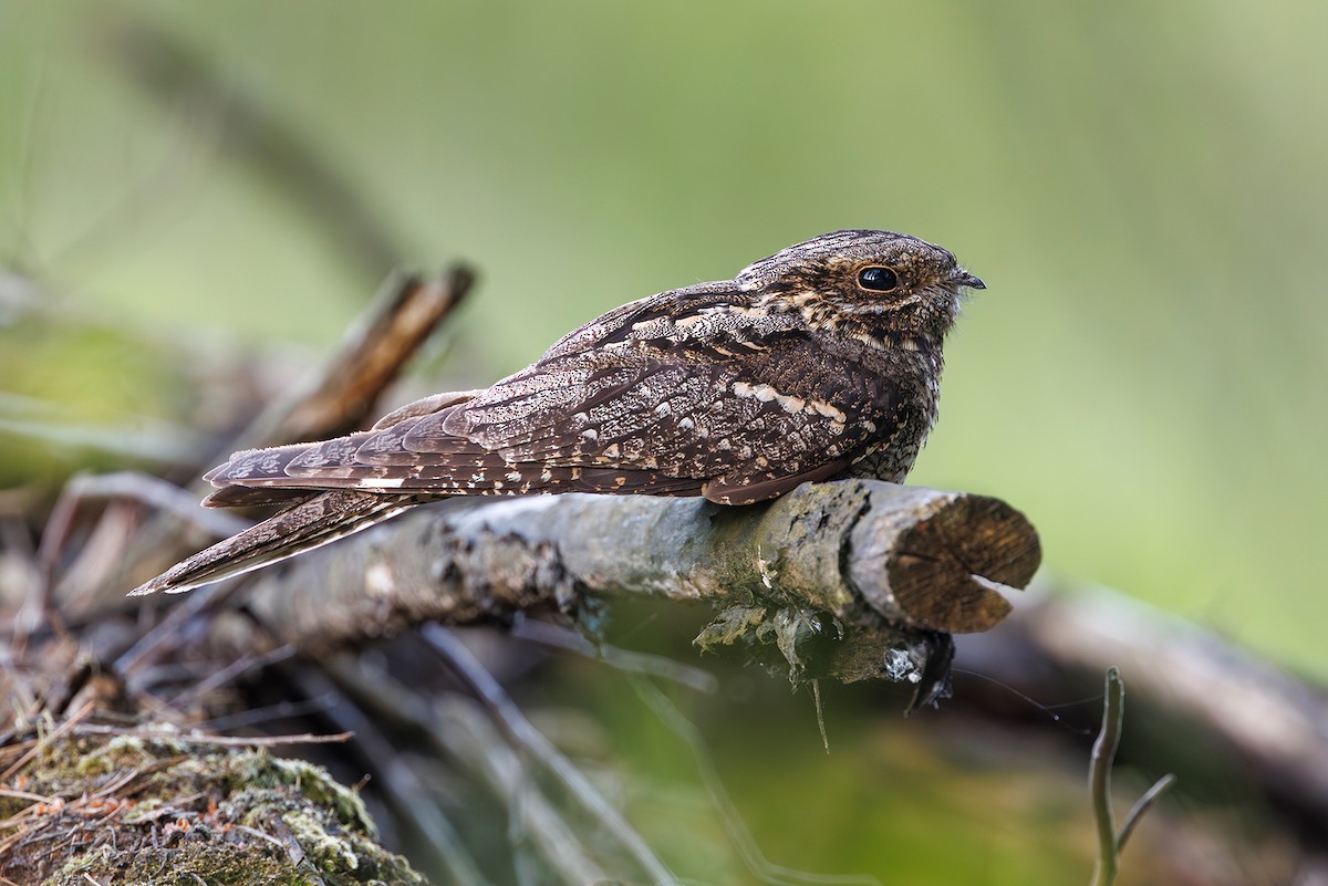 Eurasian Nightjar - ML620633228