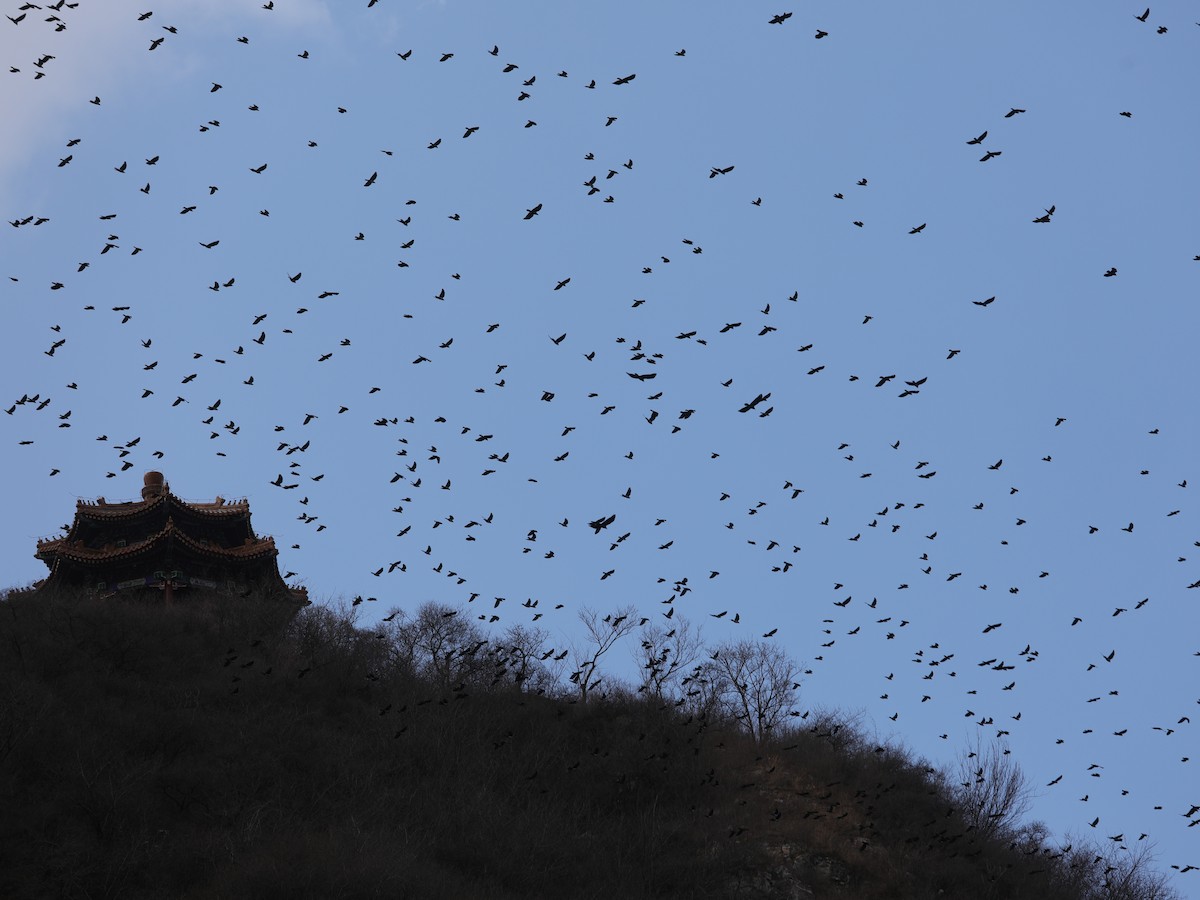 Carrion Crow - ML620633238