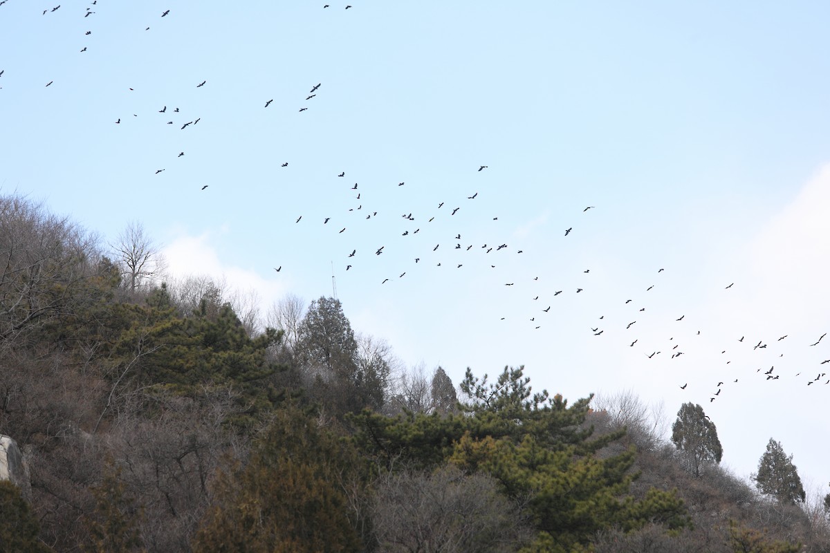 Carrion Crow - ML620633241