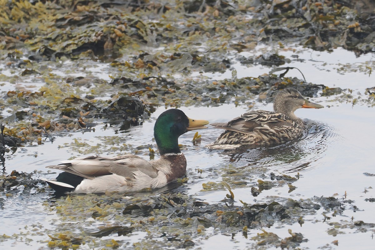 Canard colvert - ML620633245