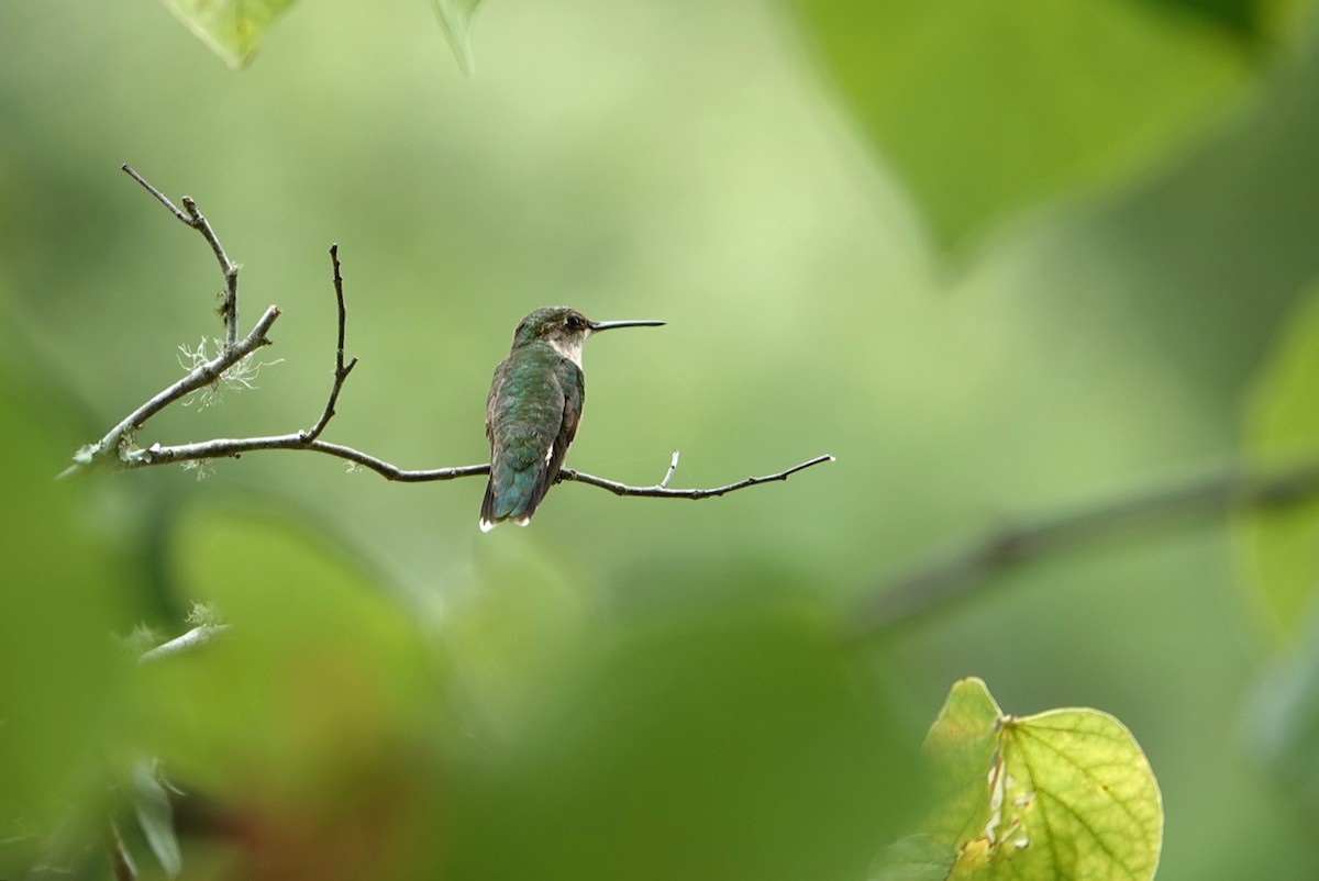 Ruby-throated Hummingbird - ML620633246