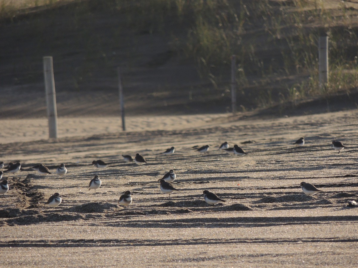 Two-banded Plover - ML620633247