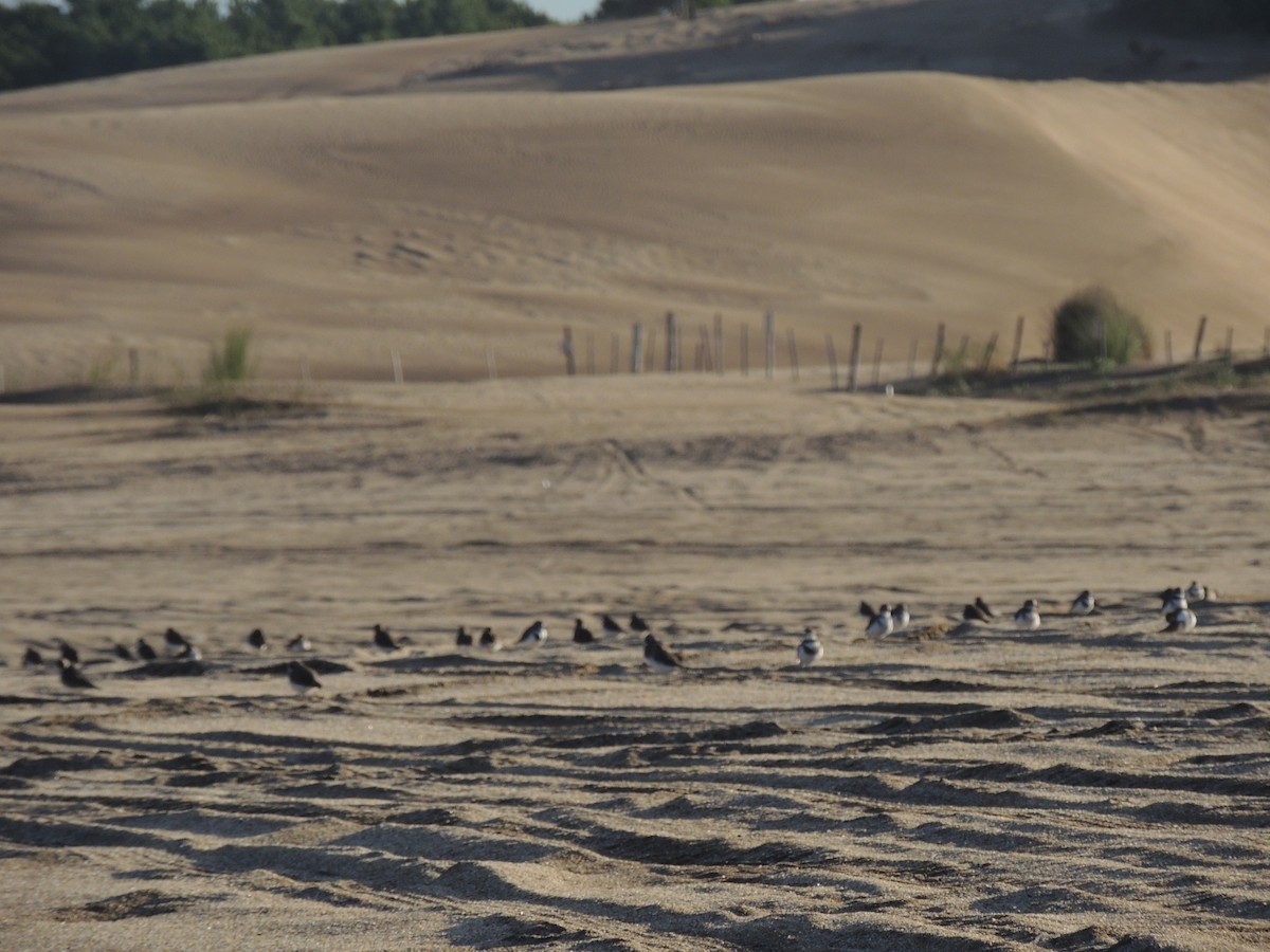 Two-banded Plover - María Teresa González García