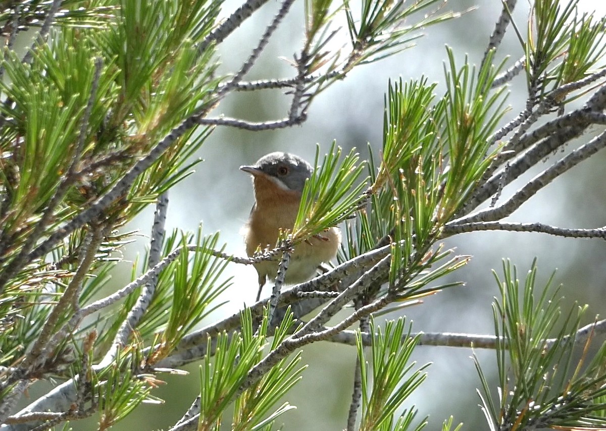 Western Subalpine Warbler - ML620633250