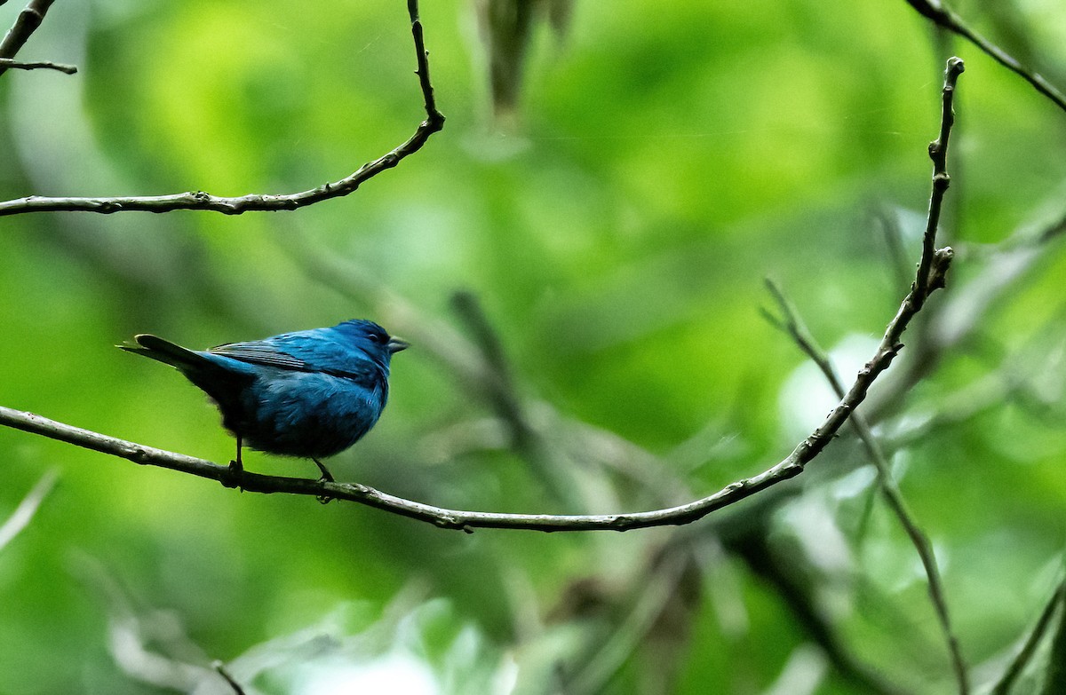 Indigo Bunting - ML620633251