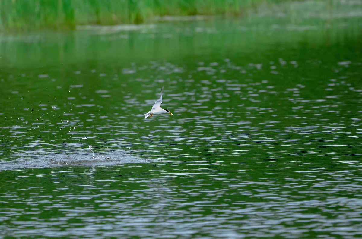 Least Tern - ML620633254