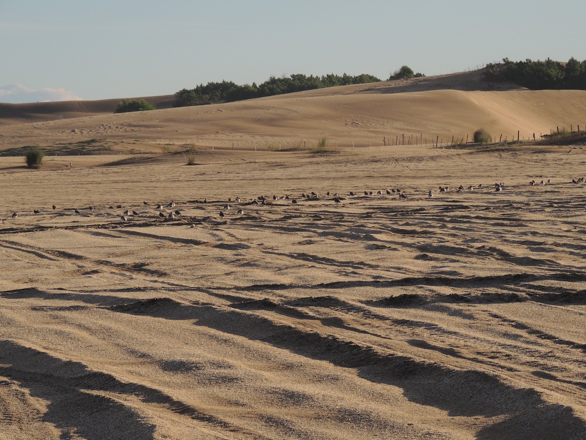 Two-banded Plover - ML620633256