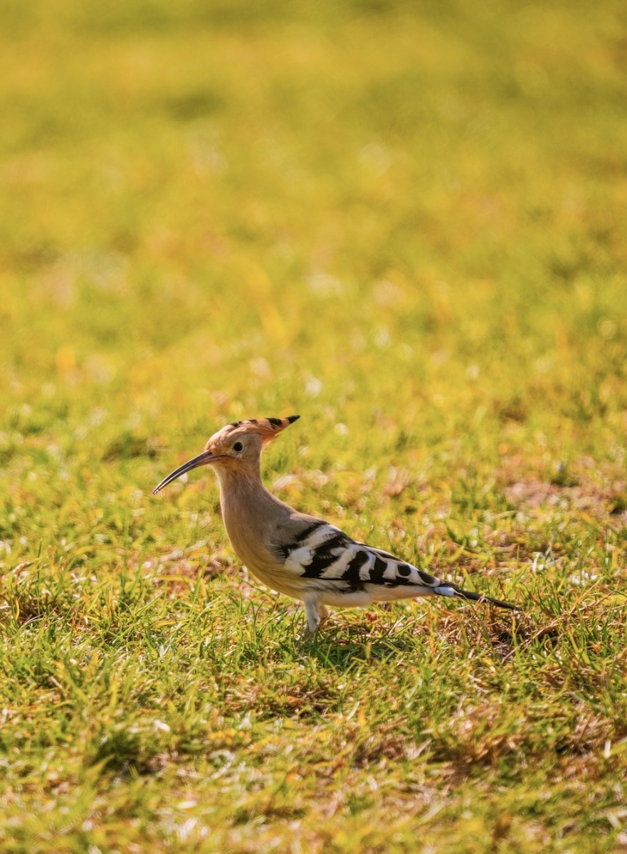 Eurasian Hoopoe - ML620633259