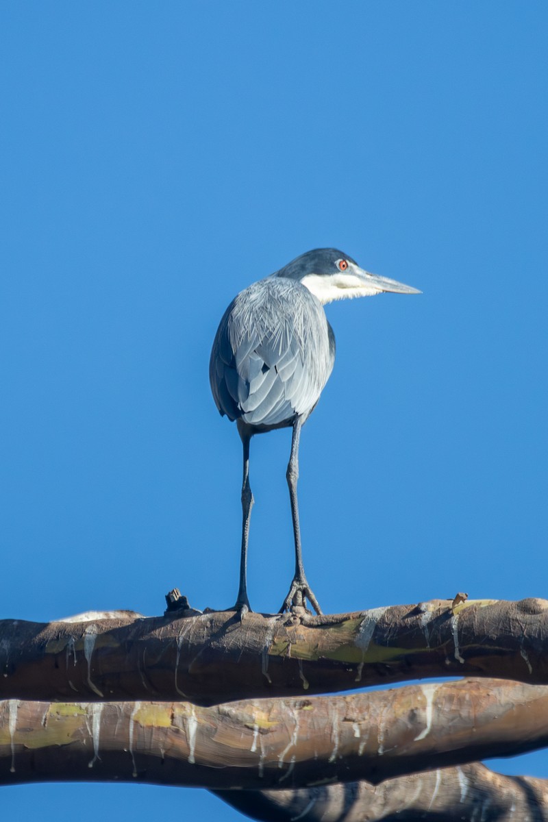 Garza Cabecinegra - ML620633262