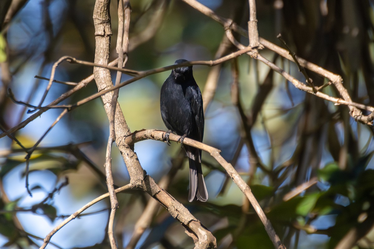 Southern Black-Flycatcher - Peter Hinow