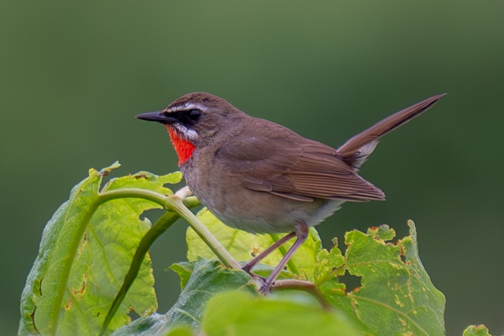 Siberian Rubythroat - ML620633265