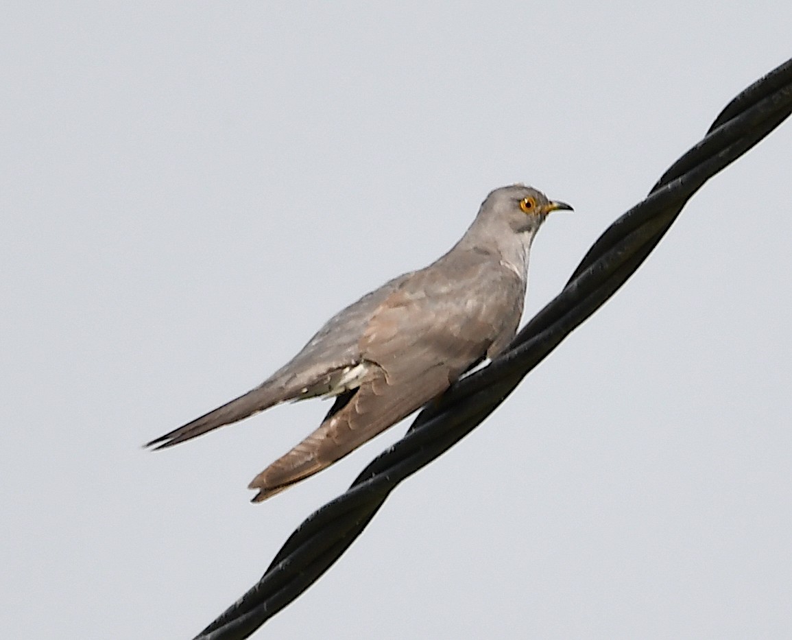 Common Cuckoo - ML620633266