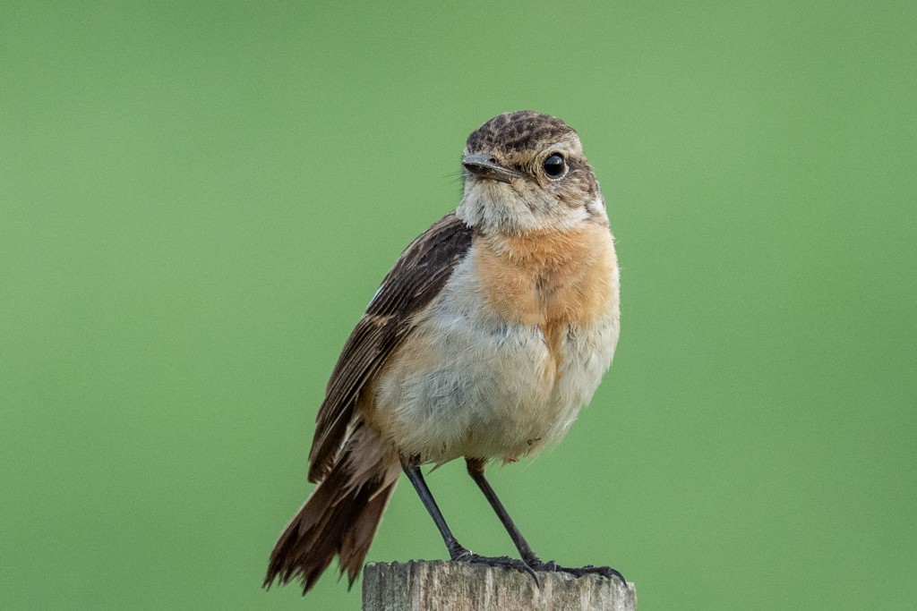 Amur Stonechat - ML620633274