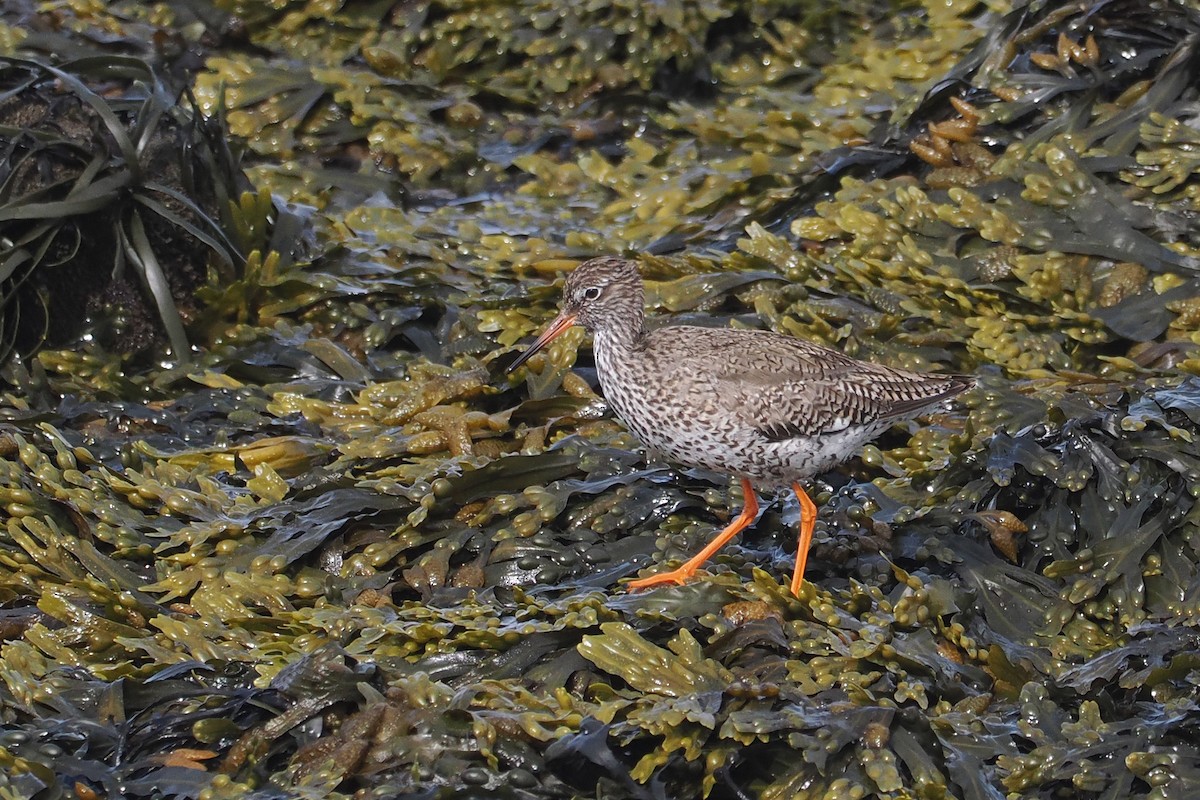 Common Redshank - ML620633277