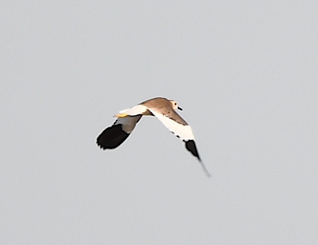 White-tailed Lapwing - ML620633280