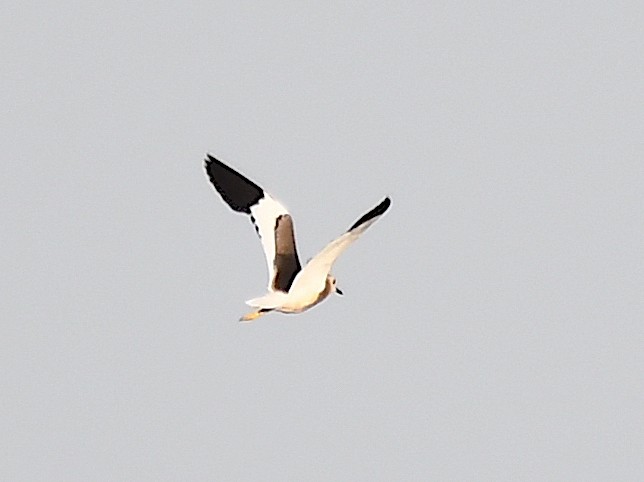 White-tailed Lapwing - ML620633284