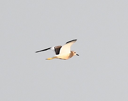 White-tailed Lapwing - ML620633287