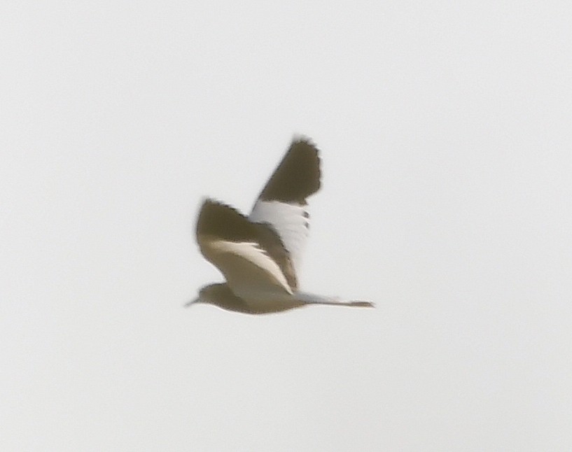 White-tailed Lapwing - Василий Калиниченко