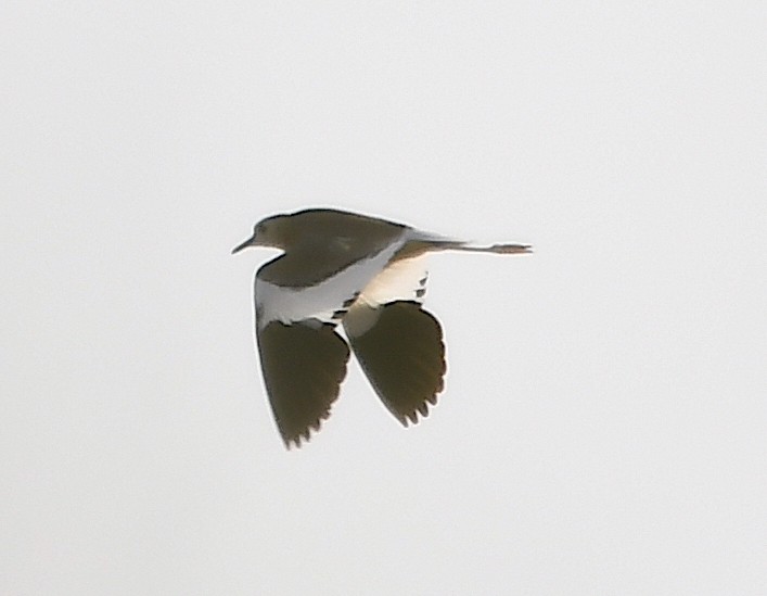 White-tailed Lapwing - ML620633289