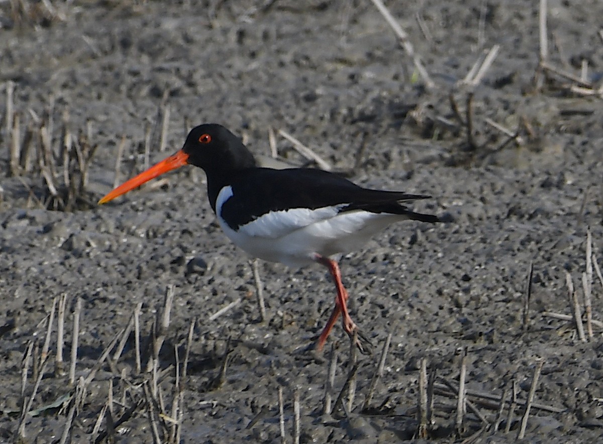 Eurasian Oystercatcher - ML620633292