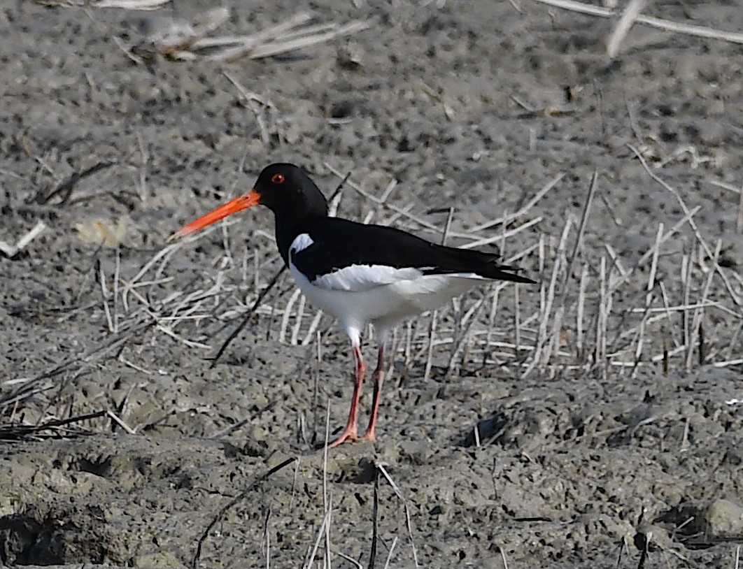 Eurasian Oystercatcher - ML620633293