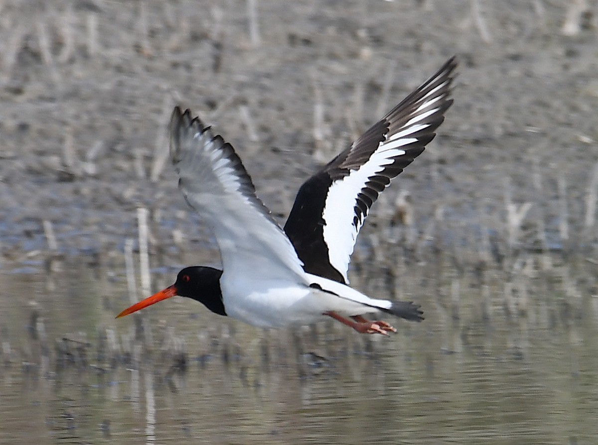 Eurasian Oystercatcher - ML620633295