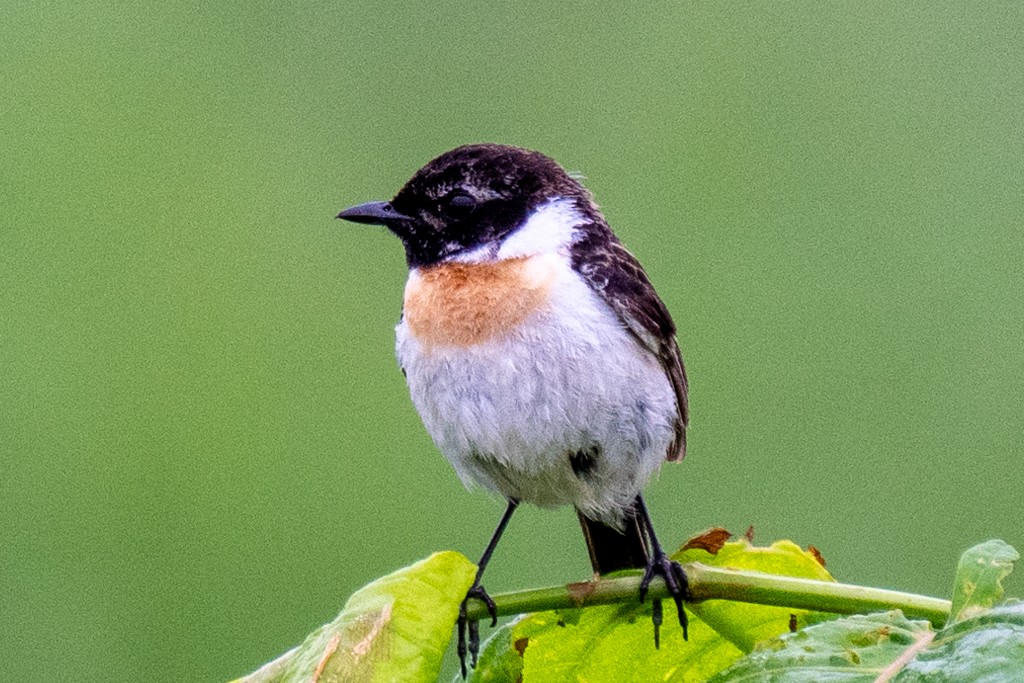 Amur Stonechat - ML620633301